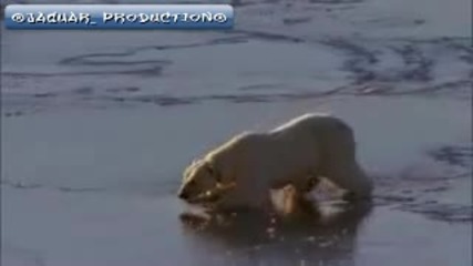 Polar Bearss Ice Skating (high Quality) 