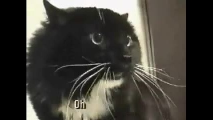 смешна котка