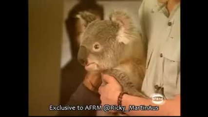 Рики Мартин се запознава с коала в Австралия 2003