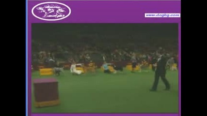 Westminster Kennel Club Dog Show 2007