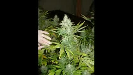 Coca Cola Weed Song.flv