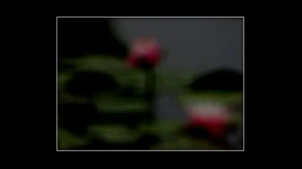 Lotus - Secret Garden