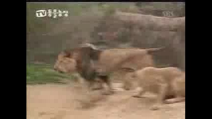 Тигри Срещу Лъвове