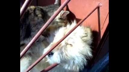 Любов между куче и котка