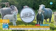 Започва Националният събор на овцевъдите в България