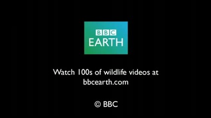 Birds flying over Cape Highlands - Wild Africa - Bbc 