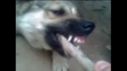 Crazy Dogs - Best Moments !!!!