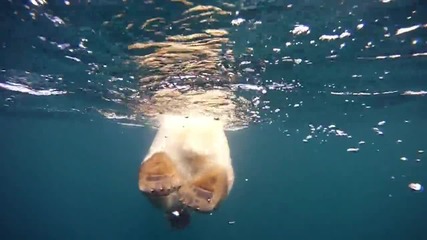 Трогателно! .. Полярни мечки плуват през Ледения океан, за да открият че климата е променил всичк