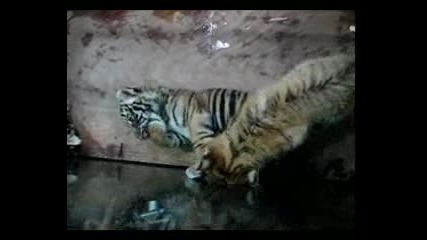 Baby Tiger And Baby Liger