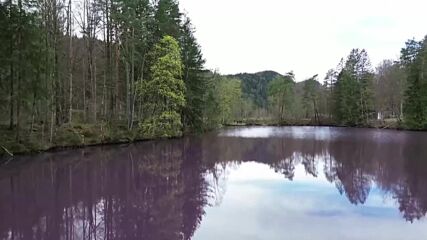 Сякаш залято с боя: Езеро в Бавария се оцвети в лилаво (ВИДЕО)