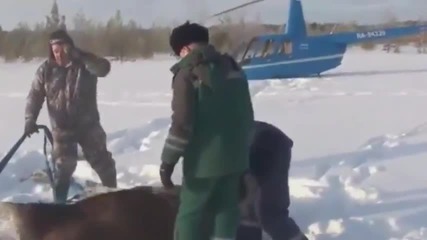 Руснаци спасяват лос от замръзване