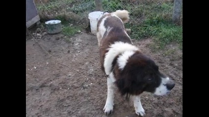 Сара - Българско Овчарско Куче 