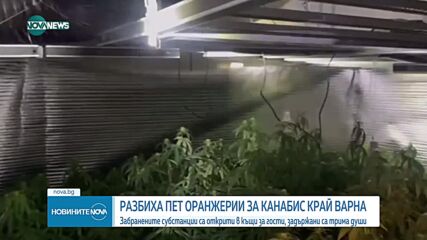 Разбиха пет оранжерии за марихуана във Варненско