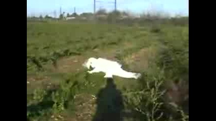 Remi Gaillard - The Rabbit !!!