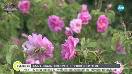 Българската роза – пред поредно изпитание