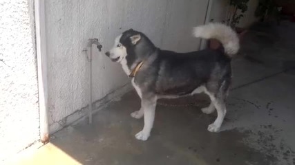 Куче пие вода от чешмата