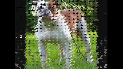 American Bulldogs 