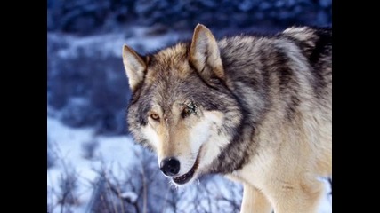 wolfs 