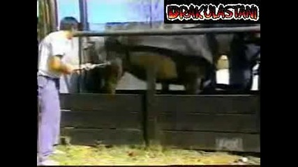Смях До Скъсване