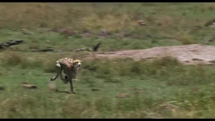African Cats Movie Surfers - Surfer Safari 