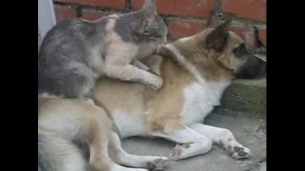Котка масажира куче