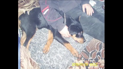 rottweiler bg