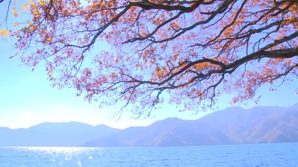 Lake in Autumn Beautiful Scenery Beautiful Old Tree