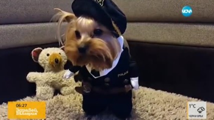 Кучета в смешни костюми