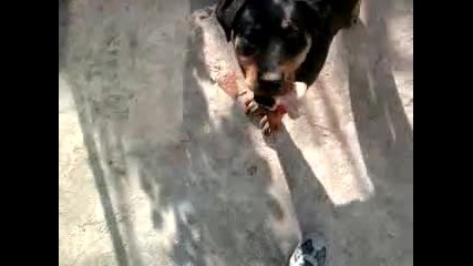 Rottweiler Tara na 5 meseca