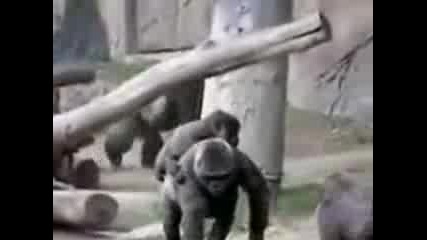 Нещо Смешно: Луди Маймуни