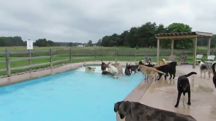 Кучешко лятно парти на басейна