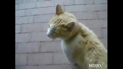 Dog sex with cat
