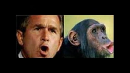 Прилики Между Буш И Маймуни