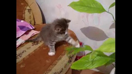 kote igrae s cvete