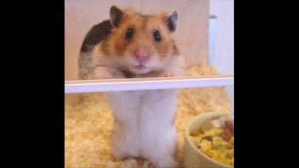Hamsteri - Hampster Dance (hampton)