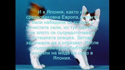 Японски бобтейл - информация и снимки