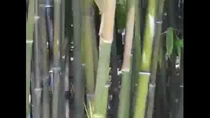 The Pan - Flute Stomp From Panflute