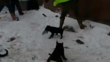 Малки кучета ловуват плъхове.