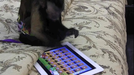 Маймунче играе на ipad.смях