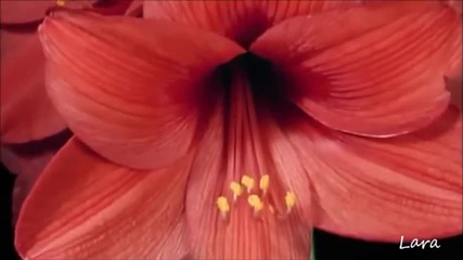 Beauty of the Blooming Life
