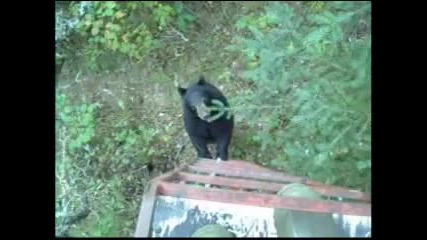 Любопитна мечка