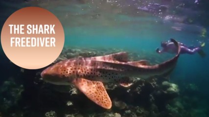 What this freediver's shark swims really mean