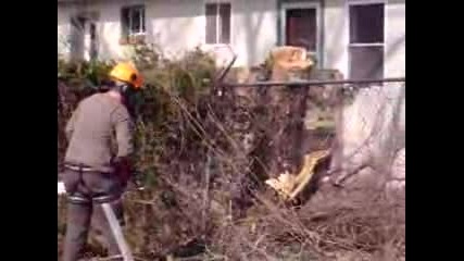 Stihl 084 Overkill