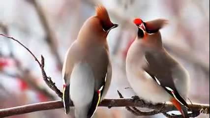 Love Story - Panflute -
