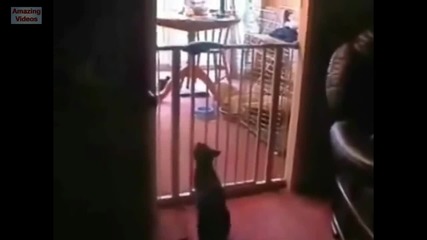 Epic Funny Cats Jump Fail