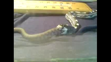 Кралска Змия Хапва Водна Змия