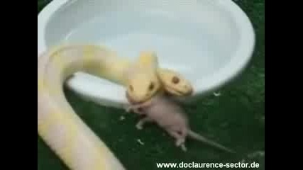 Змия с две глави 