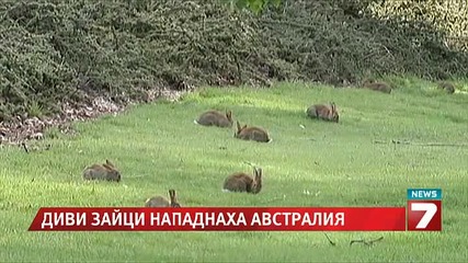 Диви зайци нападнаха Австралия
