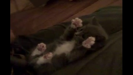 Много сладко коте