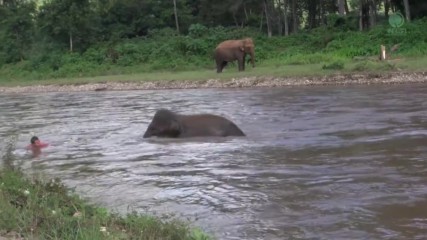 Реакцията на този слон, който помисли, че човека в реката може да се удави